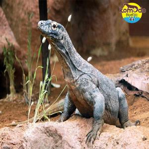 Get to Know Komodo Dragon More Closely on The Flores Island