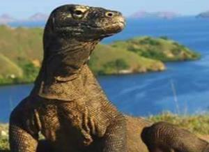 One Day Trip - Komodo Island