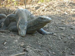 2 Days Trip - Komodo Dragon Tours