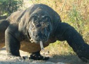 3 Days Trip - Komodo Island Leisure