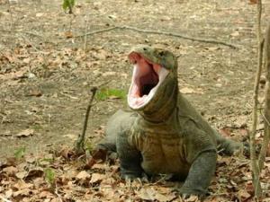 4 Days Trip - Komodo Island Sailing