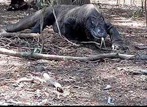 12 Days Trip - Flores and Komodo Island Tours